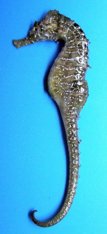 Hippocampus hippocampus_05.jpg